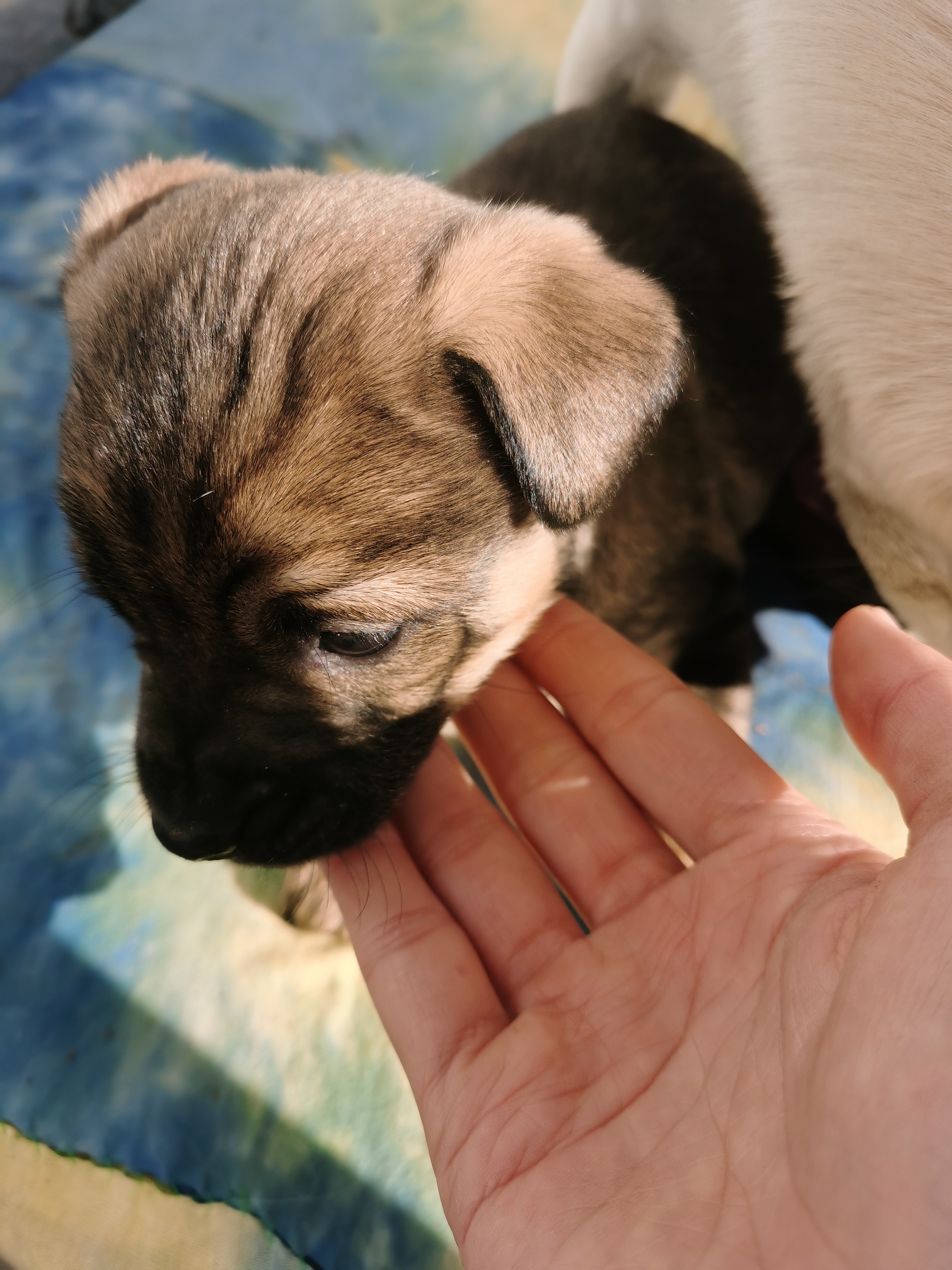 自家狗狗自然繁育的，欢迎爱心人士咨询